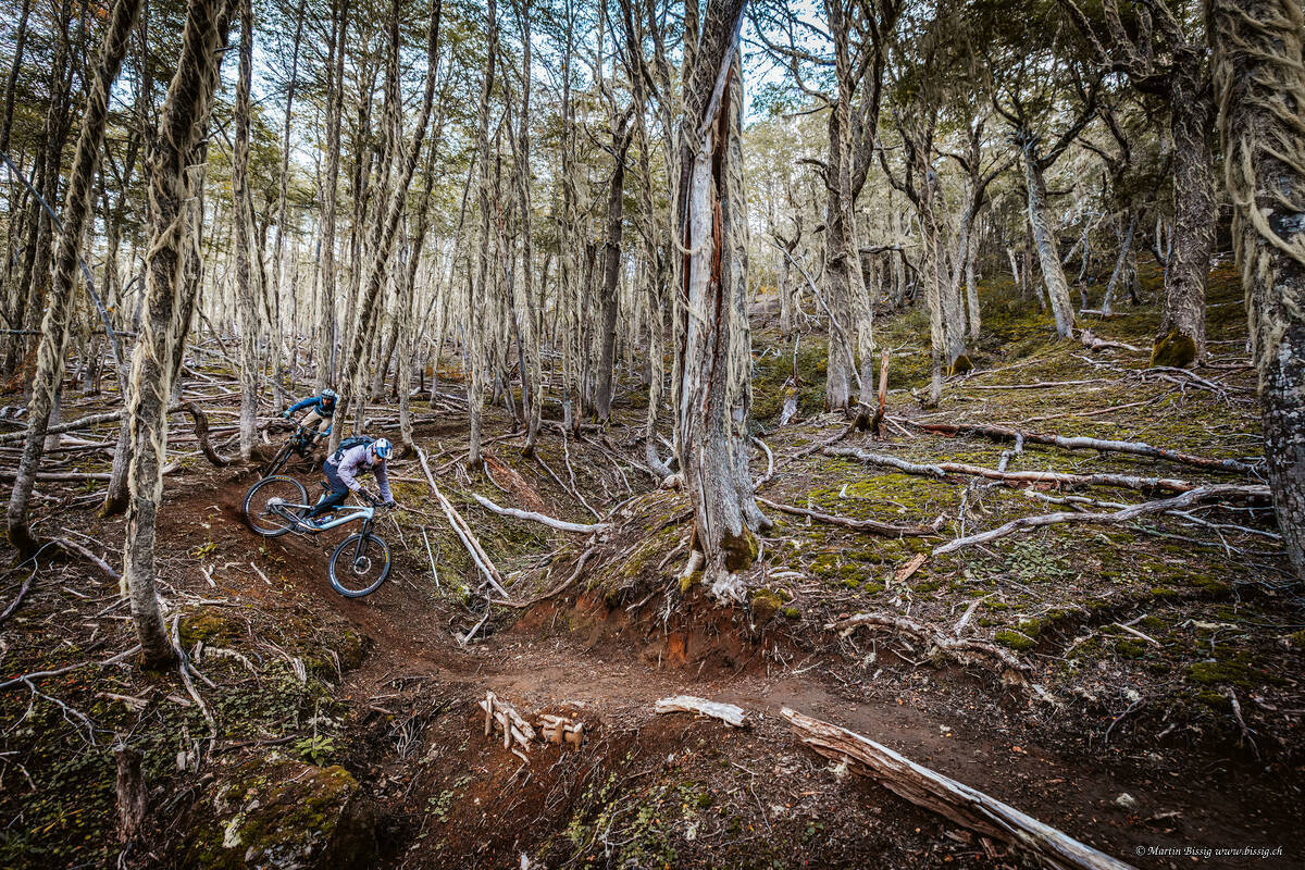 Die Vegetation in Patagonien ist äusserst vielfältig, die Biketrails abwechslungsreich.